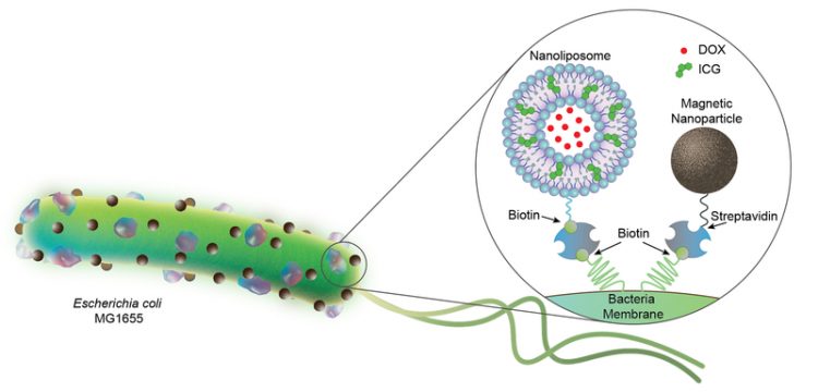 Bacterial biohybrids carrying nanoliposomes (200nm) and magnetic nanoparticles (100nm). Nanoliposomes are loaded with chemotherapeutic DOX and photothermal agent ICG, and both cargoes are conjugated to E. coli bacteria (2 to 3 µm in length) via biotin-streptavidin interactions [Credit: Akolpoglu et al., Sci. Adv. 8, eabo6163 (2022)].