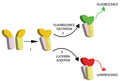 Figure 1: Principle of protein fragment complementation. Two interacting proteins are fused to N and C terminal fragments of a fluorescent or luminescent reporter protein (generic depicted in yellow). Upon interaction, the activity of the reporter is reconstituted and can be read out as fluorescence upon excitation (2) or as luminescence upon substrate addition (3)