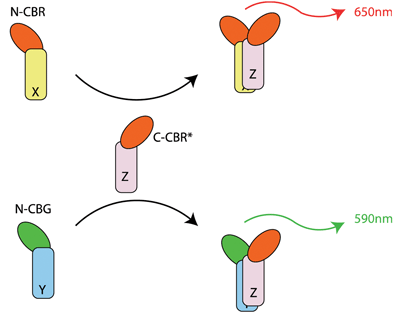 Figure 2: Multiplexing luciferase protein fragment complementation permits simultaneous detection of a protein (Z) interacting with two alternative partners (X or Y). This relies on the principle that the emission spectrum of luciferase is dictated by the N terminal luciferase fragment. Thus, proteins X and Y are fused to the N termini of click beetle red or click beetle green, respectively. They are then interrogated for their ability to interact with a common downstream target fused to a mutated variant of the click beetle red C terminus (CBR*)