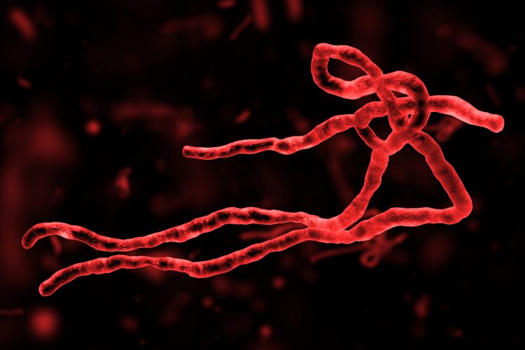 Red Ebolavirus particle on a black background