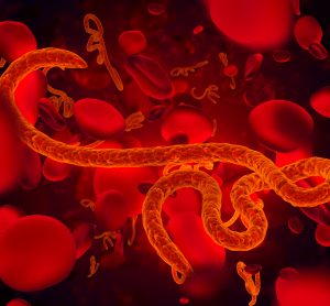 Orange worm-like shape indicating an ebola virus particle surrounded by red discs indicating redblood cells