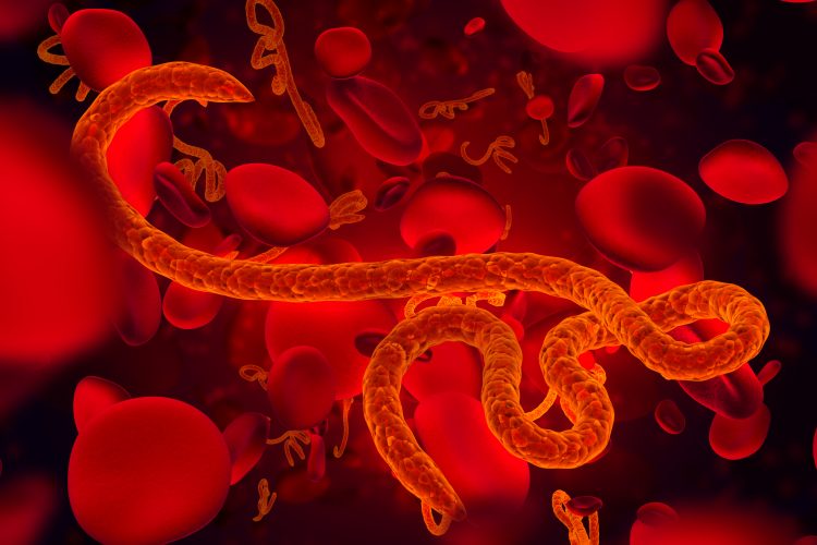 Orange worm-like shape indicating an ebola virus particle surrounded by red discs indicating redblood cells