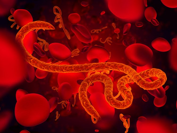 Orange worm-like shape indicating an ebola virus particle surrounded by red discs indicating redblood cells