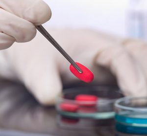 Close up of scientist's hands holding red pill with tweezers above petri dish.