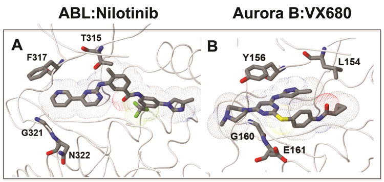 Figure 1 (A) Binding mode and molecular surface of the second generation ABL inhibitor Nilotinib bound to inactive human ABL kinase (PDB ID: 3CS9). (B) Binding mode and molecular surface of the pan-Aurora kinase inhibitor VX680 bound to human Aurora B (PDB ID: 4AF3. In (A), the methylbenzyl moiety engages the pocket adjacent to the gatekeeper (T315) side chain, explaining why Imatinib-resistant BCR-ABL mutations, such as T315I found in CML patients are also resistant to this drug. In (B), VX680 does not engage with the L154 gatekeeper residue, but does bind in the vicinity of the other resistance-tetrad amino acids, explaining how drug-resistance can be produced by their mutation. The four amino acids in the ATP-binding site that make up the ‘resistance-tetrad’ in each kinase are labelled