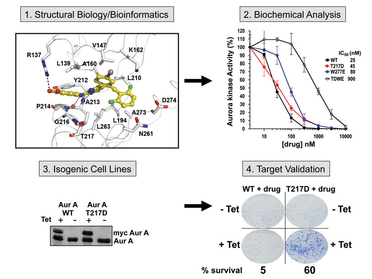 Figure 2 Iterative protocol for predicting, designing, testing and validating drug-resistance alleles. Structural or bioinformatic data is used to investigate likely amino acids involved in binding to kinase inhibitors. These can be tested biochemically and then expressed in Tetracyclin (+Tet) isogenic cancer cell models. Survival of cells in the presence of the compound (quantified by clonogenic assay) provides convincing evidence for an on-target inhibitor effect, with the added benefit of predicting likely drug-resistant mutations that could occur in vivo. Drug-resistant cells can also be subjected to chemical or siRNA screens to identify other molecular vulnerabilities as second-line therapies