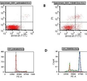 Figure 1 A: Control B: Docetaxel treated Induction of apoptosis with Docetaxel compared to untreated. The lower right quadrant represents cells in early apoptosis and cells in the upper right quadrant are cells in late apoptosis due to PI entering the cells through leaky membranes. C: Control D: Docetaxel treated Cell cycle of control cells and Docetaxel treated cells. The first peak shows cells in G0/G1 and the second peak is cells in G2/M. The breast cancer cell line, MDA MB231, was treated with 10nM docetaxel or DMSO control for 72 hours. Cells were harvested, the nuclei isolated and stained with PI. Samples were run on the LSR II flow cytometer and analyed in FCS Express software. Docetaxel arrests the cells in G2/M