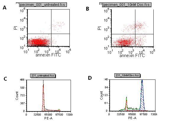 Figure 1 A: Control B: Docetaxel treated Induction of apoptosis with Docetaxel compared to untreated. The lower right quadrant represents cells in early apoptosis and cells in the upper right quadrant are cells in late apoptosis due to PI entering the cells through leaky membranes. C: Control D: Docetaxel treated Cell cycle of control cells and Docetaxel treated cells. The first peak shows cells in G0/G1 and the second peak is cells in G2/M. The breast cancer cell line, MDA MB231, was treated with 10nM docetaxel or DMSO control for 72 hours. Cells were harvested, the nuclei isolated and stained with PI. Samples were run on the LSR II flow cytometer and analyed in FCS Express software. Docetaxel arrests the cells in G2/M