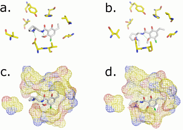 FIGURE 2 Near-atomic resolution modeling of Eticlopride binding to the Dopamine 3 receptor. Selected amino acids lining the binding pocket and their surfaces are shown for the crystal structure (a and c) and for the computational model proposed by myself (b and d) to the GPCRdock 2010 competition. Two key interactions, a hydrogen-bond and salt bridge, are indicated by a green dashed line