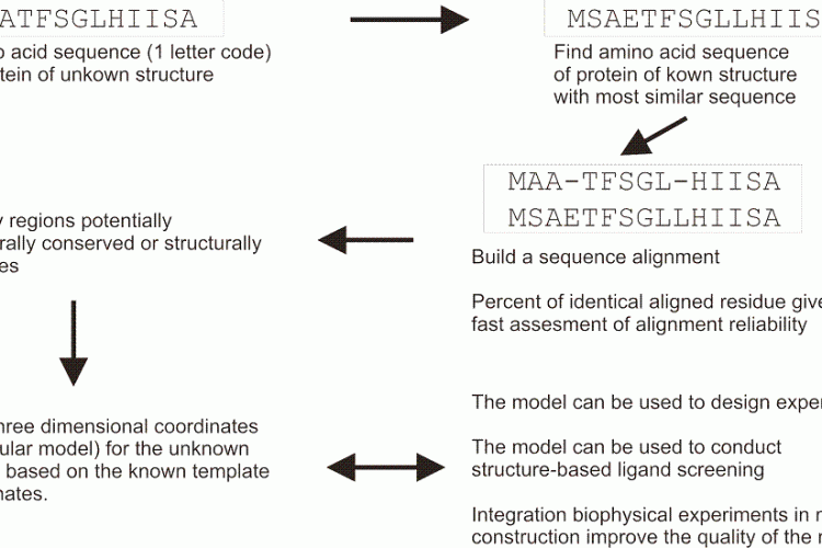 FIGURE 1 Schematic overview of a typical homology modelling procedure that is used to build threedimensional coordinates for a protein of unknown structure