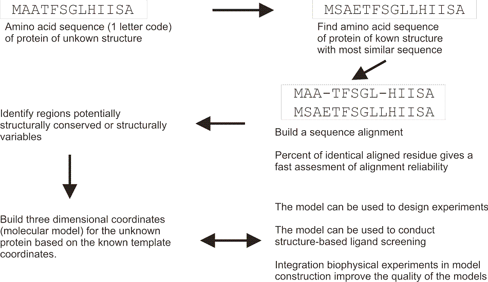 FIGURE 1 Schematic overview of a typical homology modelling procedure that is used to build threedimensional coordinates for a protein of unknown structure