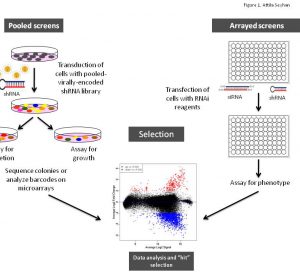 Figure 1 Schematic illustration of arrayed or pooled RNAi screens in cells. Left panel. Pooled-viral vectors encoding libraries of shRNAs targeting multiple genes can be used to transduce a target cell population in a single tissue culture dish. After selection for the desired phenotype, cells are analysed for the identification of genes whose inhibition by RNAi knockdown cause the specific phenotype as described in Table 1. The relative abundance of each shRNA or a random 60-mer barcode expressed from the same vector as the specific shRNA can be identified and quantified by labelling the PCR product with fluorescent dyes (e.g., Cy5 or Cy3). The PCR products are then hybridised to custom designed cDNA microarrays containing barcode or shRNA complementary oligonucleotides. The relative abundance of barcodes obtained from the cells that were exposed to selective pressure are compared to that detected in control cells that have been exposed to the same shRNA library, but not to the selective pressure (for example, drug treatment or genetic mutations). Right panel. Arrayed RNAi screen libraries consist of individual siRNA or shRNA reagents that target different genes and that are placed in each well of a multi-well plate. RNAi reagent libraries can comprise synthetic siRNAs, plasmid-or virally-encoded shRNAs. Various assay readouts are used to determine the effect of RNAi on the phenotype as described in Table 1. Adapted10.