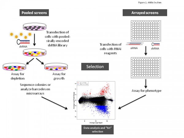 Figure 1 Schematic illustration of arrayed or pooled RNAi screens in cells. Left panel. Pooled-viral vectors encoding libraries of shRNAs targeting multiple=