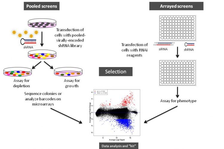 Figure 1 Schematic illustration of arrayed or pooled RNAi screens in cells. Left panel. Pooled-viral vectors encoding libraries of shRNAs targeting multiple genes can be used to transduce a target cell population in a single tissue culture dish. After selection for the desired phenotype, cells are analysed for the identification of genes whose inhibition by RNAi knockdown cause the specific phenotype as described in Table 1. The relative abundance of each shRNA or a random 60-mer barcode expressed from the same vector as the specific shRNA can be identified and quantified by labelling the PCR product with fluorescent dyes (e.g., Cy5 or Cy3). The PCR products are then hybridised to custom designed cDNA microarrays containing barcode or shRNA complementary oligonucleotides. The relative abundance of barcodes obtained from the cells that were exposed to selective pressure are compared to that detected in control cells that have been exposed to the same shRNA library, but not to the selective pressure (for example, drug treatment or genetic mutations). Right panel. Arrayed RNAi screen libraries consist of individual siRNA or shRNA reagents that target different genes and that are placed in each well of a multi-well plate. RNAi reagent libraries can comprise synthetic siRNAs, plasmid-or virally-encoded shRNAs. Various assay readouts are used to determine the effect of RNAi on the phenotype as described in Table 1. Adapted10.