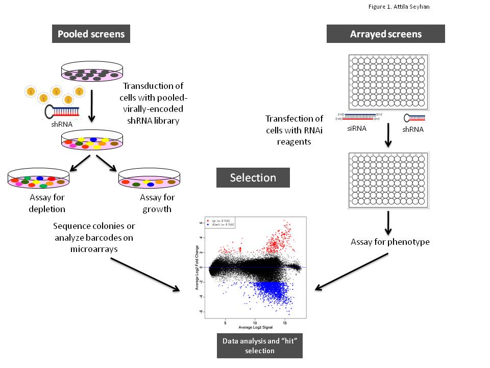 Figure 1 Schematic illustration of arrayed or pooled RNAi screens in cells. Left panel. Pooled-viral vectors encoding libraries of shRNAs targeting multiple genes can be used to transduce a target cell population in a single tissue culture dish. After selection for the desired phenotype, cells are analysed for the identification of genes whose inhibition by RNAi knockdown cause the specific phenotype as described in Table 1. The relative abundance of each shRNA or a random 60-mer barcode expressed from the same vector as the specific shRNA can be identified and quantified by labelling the PCR product with fluorescent dyes (e.g., Cy5 or Cy3). The PCR products are then hybridised to custom designed cDNA microarrays containing barcode or shRNA complementary oligonucleotides. The relative abundance of barcodes obtained from the cells that were exposed to selective pressure are compared to that detected in control cells that have been exposed to the same shRNA library, but not to the selective pressure (for example, drug treatment or genetic mutations). Right panel. Arrayed RNAi screen libraries consist of individual siRNA or shRNA reagents that target different genes and that are placed in each well of a multi-well plate. RNAi reagent libraries can comprise synthetic siRNAs, plasmid-or virally-encoded shRNAs. Various assay readouts are used to determine the effect of RNAi on the phenotype as described in Table 1. Adapted10.