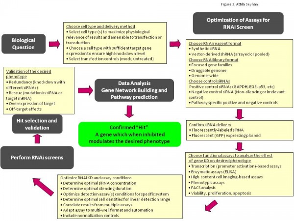 Figure 3 A general guideline for successful RNAi screens. RNAi screening workflow requires a careful planning, selection of appropriate cell types for the biology being interrogated, RNAi reagents and reagent formats, reagents for the delivery to target cells, RNAi and reagent controls, endpoint readout assays, and data analysis and selection of candidate ‘hit’ siRNAs and their cognate target genes and finally confirmation of ‘hits’. A pilot screen is required to optimise the conditions for the screen as well as strong bioinformatics and biostatistics support for proper analysis of large data sets, hit selection, candidate gene annotation, gene network building and pathway prediction.