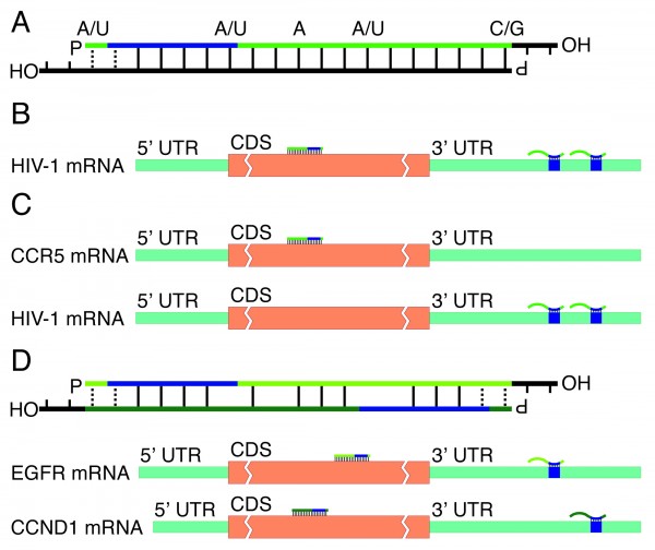 FIGURE 1 siRNA design principles. (A) Highly effective standard siRNAs have a guide strand (in green) with a less thermodynamically stable 5’ than 3’ end (indicated with dashed lines) and position-specific nucleotide preferences (indicated above guide strand). P and OH indicate 5’ phosphate groups and 3’ hydroxyl ends, respectively; blue region indicate seed region. (B) Bi-functional siRNAs targeting a single or (C) two different transcripts. (D) A dual-targeting siRNA where one strand (light green) targets EGFR and the other strand (dark green) targets CCND1
