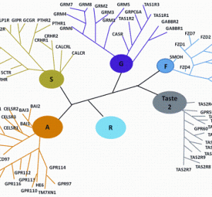 Figure 1: Classification Scheme of GPCRs. R (Rhodopsin-like), S (Secretin-like), G (Glutamate-like), Others (Adhesion, Frizzled, Taste type-2, unclassified)