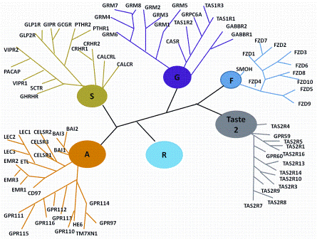 Figure 1: Classification Scheme of GPCRs. R (Rhodopsin-like), S (Secretin-like), G (Glutamate-like), Others (Adhesion, Frizzled, Taste type-2, unclassified)