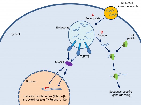 FIGURE 2 Mechanism for TLR7/8-mediated immunostimulation by siRNAs. (A) siRNAs delivered by liposome vehicles are internalised by endocytosis. Inside the endosome, some siRNAs are degraded to single stranded RNAs that can be recognised by the internal domains of TLR7/8 leading to activation of the receptors. Upon activation, TLR7/8 initiate a signalling cascade involving the adaptor molecule MyD88 in addition to other signalling molecules and transcription factors. This signalling cascade ultimately leads to transcription of interferons (IFNα/β) and cytokines (e.g. TNFα and IL-12) thereby inducing antiviral and antitumoral responses. (B) Some siRNAs escape the endosome, are recognised by RISC-proteins in the cytosol, and silence target genes by RNAi