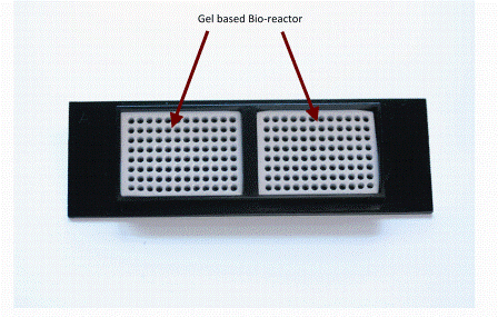 Figure 3: Showing a specialised miniaturised 2 X 96 well array device with environmental buffering technology surrounding the wells (white). This array technology has been mounted into a standard microscope slide footprint