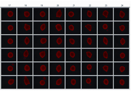 Figure 4: Showing a portion of a micro-plate array of printed with 50 nL droplets comprising of fluorescently labelled siRNA and lipid transfection reagent complex. Droplets were delivered by acoustic dispensing and then dried at room temperature and stored until required