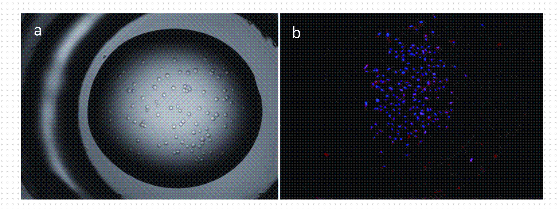 FIGURE 5(a) Showing a 100uL droplet of cells in media freshly dispensed into a well of a micro array device using acoustic dispensing technologies. (b) Showing uptake of fluorescently labelled siRNA (red) into cells (nuclei stained in blue) after a 72 hour incubation with labelled siRNA/ lipid transfection complex