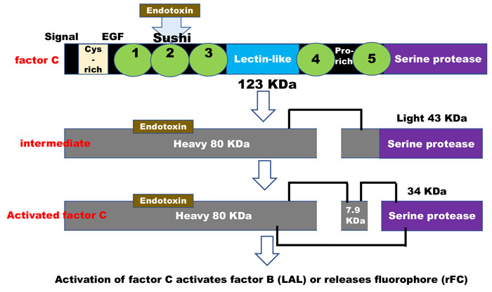 Specificity in the recombinant factor C test for endotoxin