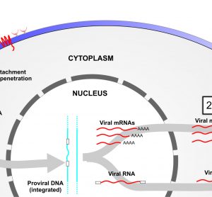 Figure 1 Targeting viral-associated RNAs at different stages of infection. Step 1, targeting of incoming RNA; step 2, targeting of viral mRNAs following provial integration; and step 3, targeting viral outgoing pregenomic template DNA.