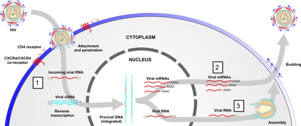 Figure 1 Targeting viral-associated RNAs at different stages of infection. Step 1, targeting of incoming RNA; step 2, targeting of viral mRNAs following provial integration; and step 3, targeting viral outgoing pregenomic template DNA.