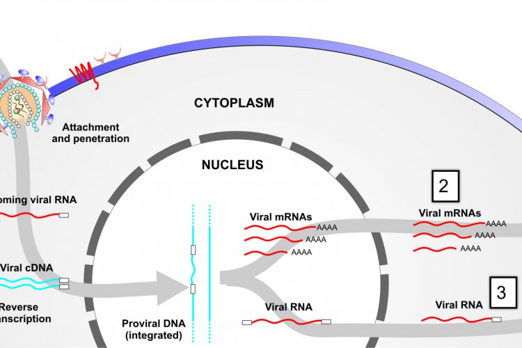 Figure 1 Targeting viral-associated RNAs at different stages of infection. Step 1, targeting of incoming RNA; step 2, targeting of viral mRNAs following provial integration; and step 3, targeting viral outgoing pregenomic template DNA.
