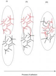 mucosal adhesion