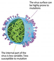 Figure 1: Internal and external virus structures2
