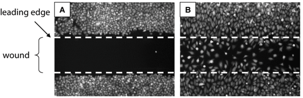 Figure 1 Principle of 2D cell migration assays. (A) A confluent monolayer of cells is mechanically wounded (‘scratch assay’), usually with a sterile pipette tip, leaving two wound edges (dashed lines) separated by a void. Cells at the leading edges quickly assume a polarised morphology and form broad lamellae pointing into the direction of the void. Over time, cells migrate into the void and, eventually, completely close the wound (B). Cell migration is qualitatively assessed by visual inspection and can be quantitated by measuring gap width or by enumeration of cells populating the wound. Images show T98G human glioblastoma cells immediately after wounding (A) or after 24 hours of migration (B). Distance between lines is one millimetre