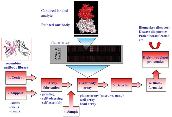 Figure 1 Schematic illustration of the recombinant antibody microarray set-up