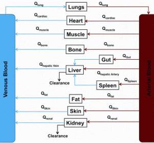 Figure 1: Schematic representation of body compartments in physiologically based pharmacokinetic modelling. Abbreviations: Qorgan: Blood flow to organ
