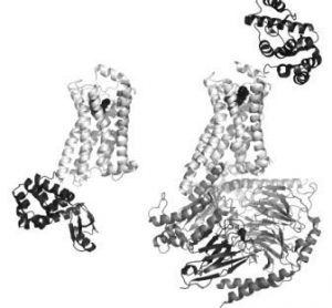 FIGURE 1 Structures of active and inactive conformations of the β2 adrenoceptor Structures of the β2 adrenoceptor (light grey) in an inactive conformation with the antagonist carazolol bound (left33), and in an active conformation in complex with Gs (dark grey) and the agonist BI-167107 bound (right41). In both cases, the ligand is represented by black spheres to show the location of the orthosteric binding site within the membrane-spanning region of the protein. T4 lysozyme (black) is inserted in the third intracellular loop between helices 5 and 6 in the inactive structure (bottom left), and fused in the extracellular N-terminus for the active structure (top right), to remove flexibility and to provide polar surfaces for crystallisation. The nanobody (black, bottom right) served to stabilise the open conformation of Gs and also provided crystallisation contacts