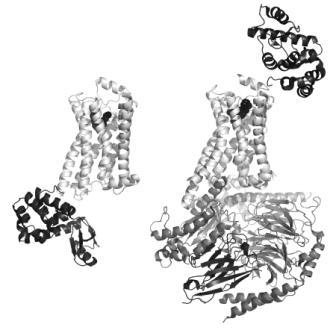 FIGURE 1 Structures of active and inactive conformations of the β2 adrenoceptor Structures of the β2 adrenoceptor (light grey) in an inactive conformation with the antagonist carazolol bound (left33), and in an active conformation in complex with Gs (dark grey) and the agonist BI-167107 bound (right41). In both cases, the ligand is represented by black spheres to show the location of the orthosteric binding site within the membrane-spanning region of the protein. T4 lysozyme (black) is inserted in the third intracellular loop between helices 5 and 6 in the inactive structure (bottom left), and fused in the extracellular N-terminus for the active structure (top right), to remove flexibility and to provide polar surfaces for crystallisation. The nanobody (black, bottom right) served to stabilise the open conformation of Gs and also provided crystallisation contacts
