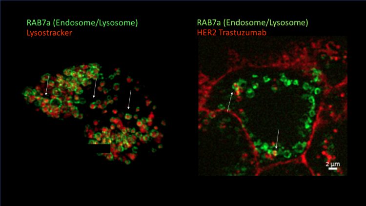 Figure 2 - Super-resolution imaging