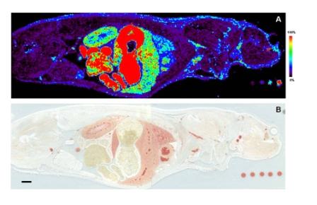 FIGURE 2 MALDI-MS image showing the distribution of an orally-dosed compound one hour post-dose. The highest compound signals are located in the stomach, intestinal tract, kidney cortex, liver and lung. The dots on the lower right are blood standards with different drug concentrations. Scale bar = 5 mm