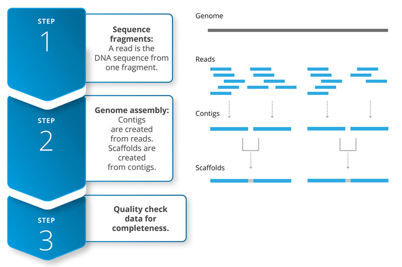 Figure 2 sequencing