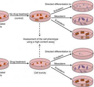FIGURE 2 Outline of a strategy for testing drugs that perturb embryonic development. Undifferentiated hES cells are grown in (a) control conditions and (b) in the presence of a drug, and then assessed by a high content assay to determine the effect of a drug on cells (by examining the number of cells, expression of markers associated with the differentiated and undifferentiated state, colony number and size). Cells from both conditions are then induced to differentiate to specific cell types to assess the effect of drug treatment on the differentiation ability of hES cells. For example, low number of neurons upon drug treatment may indicate neurotoxic effects of the drug