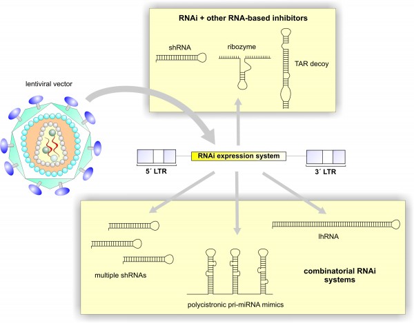 Figure 2 RNAi- and RNA-based inhibitors generated by expressed gene sequences. A lentiviral genome is shown with an expression cassette. Different expressed precursors can be generated this way, including various combinatorial RNAi systems such as multiple=