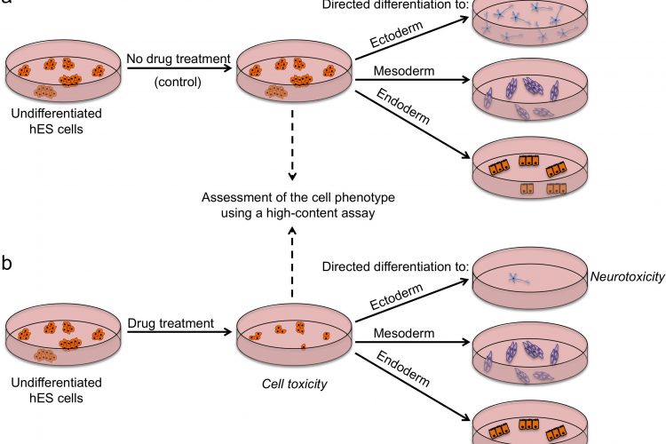 FIGURE 2 Outline of a strategy for testing drugs that perturb embryonic development. Undifferentiated hES cells are grown in (a) control conditions and (b) in the presence of a drug, and then assessed by a high content assay to determine the effect of a drug on cells (by examining the number of cells, expression of markers associated with the differentiated and undifferentiated state, colony number and size). Cells from both conditions are then induced to differentiate to specific cell types to assess the effect of drug treatment on the differentiation ability of hES cells. For example, low number of neurons upon drug treatment may indicate neurotoxic effects of the drug