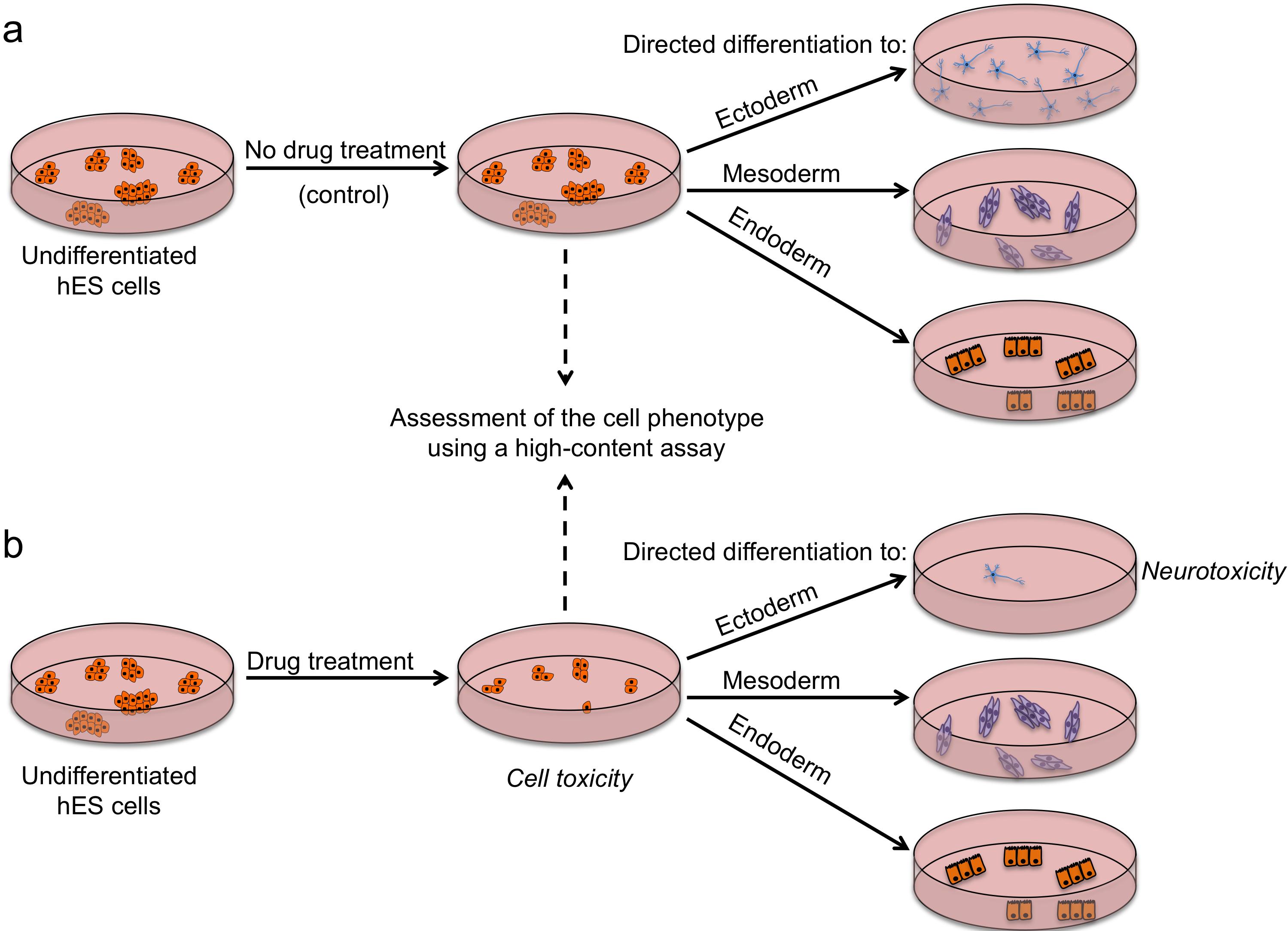 FIGURE 2 Outline of a strategy for testing drugs that perturb embryonic development. Undifferentiated hES cells are grown in (a) control conditions and (b) in the presence of a drug, and then assessed by a high content assay to determine the effect of a drug on cells (by examining the number of cells, expression of markers associated with the differentiated and undifferentiated state, colony number and size). Cells from both conditions are then induced to differentiate to specific cell types to assess the effect of drug treatment on the differentiation ability of hES cells. For example, low number of neurons upon drug treatment may indicate neurotoxic effects of the drug