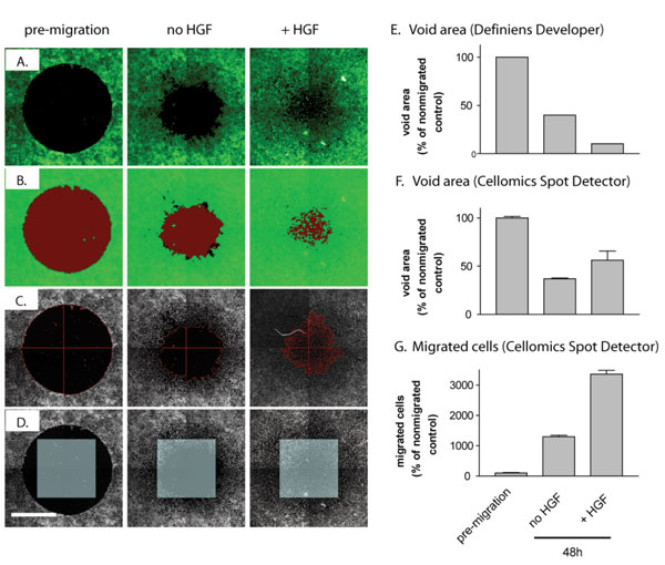 Figure 2 Automated analysis of 2D cell migration in 96-well plates. A-549 cells (40,000 per well) were labelled with CMFDA live cell dye and plated in the wells of a 96- well Oris™ plate. After a 24 hour attachment period, a void area was revealed by removing stoppers from all wells except pre-migration controls. Cells were allowed to migrate for 48 hours in the absence (no HGF) or presence (+ HGF) of 10 ng/ml hepatocyte growth factor, fixed, and nuclei stained with Hoechst 33342. Wells were imaged on an ArrayScan II high-content reader using a 5X objective and a dual (DAPI/FITC) bandpass filter set, and analysed by automated image analysis. A) Raw fluorescence images of CMFDA-labelled cells at the end of the study document cell migration into the void created by the silicone stoppers. B) and E) Void area measurements using Definiens Cognition Network Technology applied to green channel images quantifies void area but requires post acquisition analysis with third party software; green, cell layer, red, void area. C) and F) Void area detection by the Cellomics SpotDetector algorithm permits detection of cells within the gap but misjudges void area when cells have completely closed the gap. D) and G) Enumeration of cells using a single field of view gives the most robust response even though the void shape is different than that of the imaging field. Scale bar, 500 μm