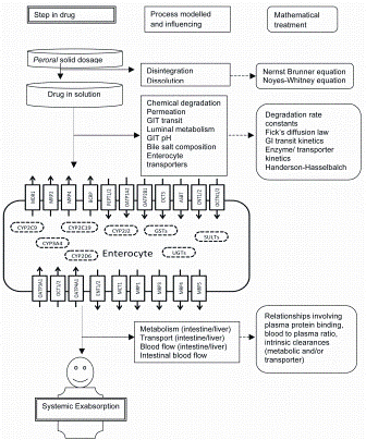 Figure 2: Schematic representation of different steps involved in absorption of drugs on peroral administration along with processes associated at each step and corresponding theoretical / mathematical concept for PBPK modelling of drug absorption. Abbreviations: CYPs : Cytochrome P450, GSTs: Glutathione Sulfotransferases, SULTs: Sulphate transferase, UGTs: UDP-glucuronosyltransferases, MDR1: Mulidrug resistance protein, MRPs: Mulidrug resistance associated protein, BCRP: Breast cancer resistance protein, PEPT: Peptide transporter, OATP: Organic anion-transporting polypeptide, OCT: Organic cation transporter, OCTN: Carinitine/organic cation transporter, ENT: Equilibrative nucleoside transporter, MCT1: Monocarboxylic acid, ASBT: Apical sodium-dependent bile acid transporter