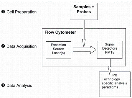 Figure 2: Flow cytometry is a three-step process involving cell preperation, data acquisition and data analysis