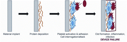 Figure 2: The cascade of events leading to blood clot formation on the passive biomaterial surface consists largely of protein and platelet deposition, followed by protein conformational changes to promote thrombus formation