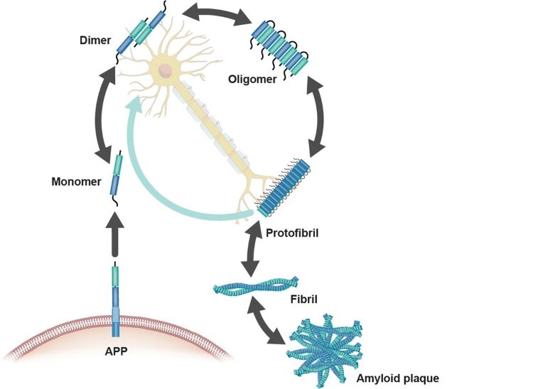 The process of Aβ aggregation.